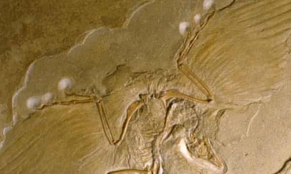 De Berlijnse Archaeopteryx