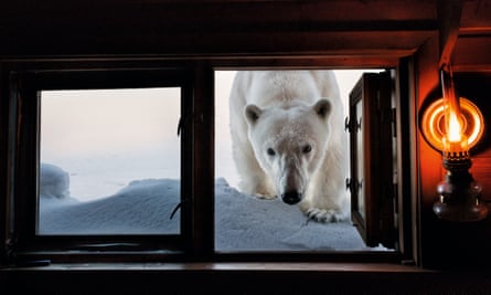 a polar bear peers in at a cabin window in svalbard