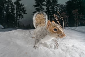 The grey squirrel searches for food in the snow
