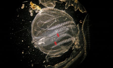 Warty comb jelly larvae within the auricles of an adult.