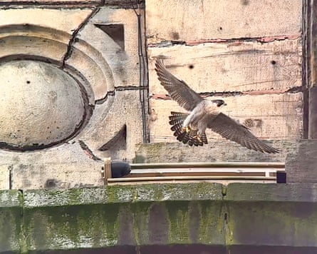 A peregrine takes flight off Lister's Mill, Bradford