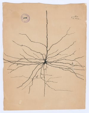 The pyramidal neuron of the cerebral cortex