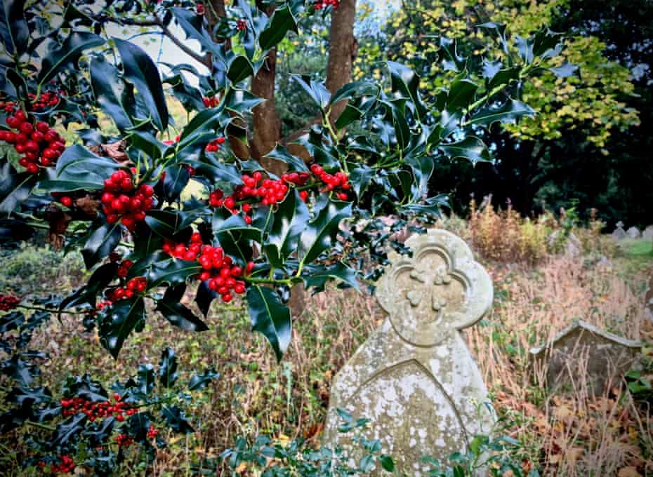 Holly berries in St Edmund's