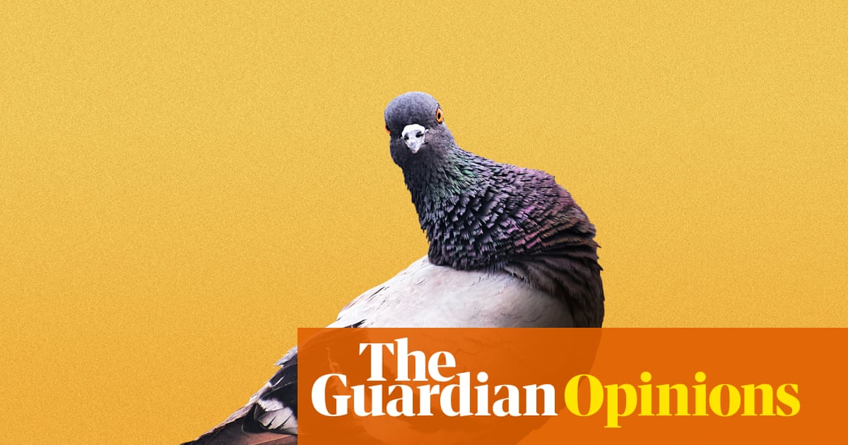The hill I will die on: Pigeons are working-class heroes and deserve some respect | Toussaint Douglass
