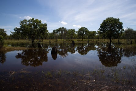 Flooded termite mounds beside the Stuart Highway north of Mataranka.