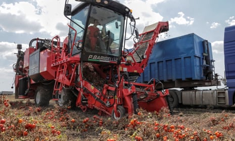 A harvesting vehicle in a field of tomatoes