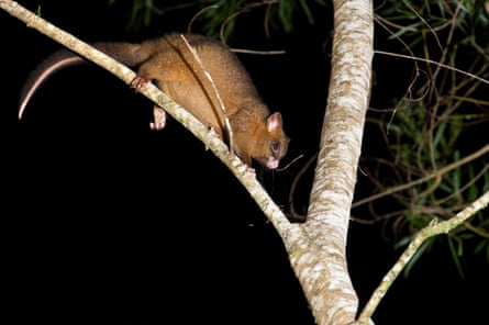 A coppery brushtail climbs a tree branch at night.