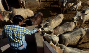 A cow shelter in Delhi.
