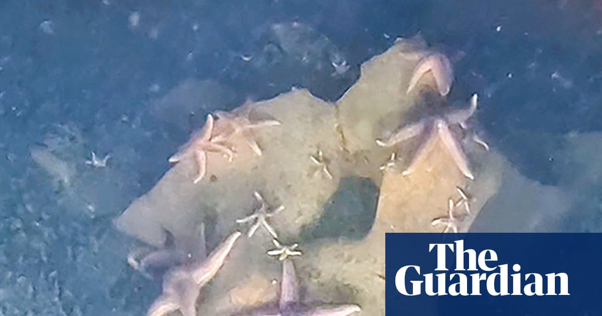 Nazi bombs, torpedo heads and mines: how marine life thrives on dumped weapons