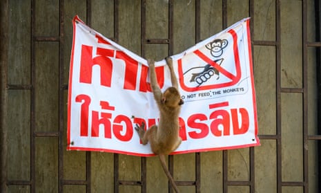 A longtail macaque tears down a poster reading “Don’t feed the monkeys” in the town of Lopburi, some 155km north of Bangkok, on 21 June 2020.