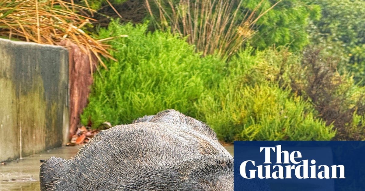 Concerns for ‘declining’ fur seal spotted at Cooks River in inner Sydney