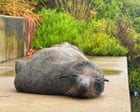 Concerns for ‘declining’ fur seal spotted at Cooks River in inner Sydney