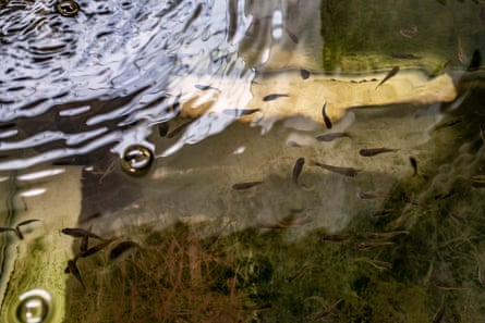 Pequenos peixes vistos em um tanque