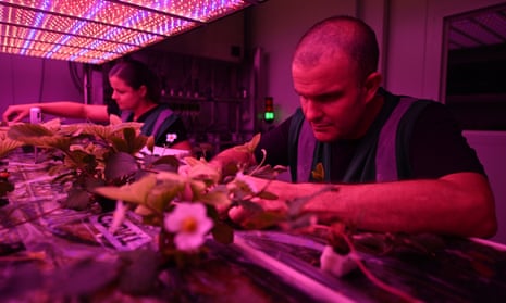 Plant biologist Robert Coe and horticulturist Manon Van Kempen tend to strawberry crops in a controlled climate room.
