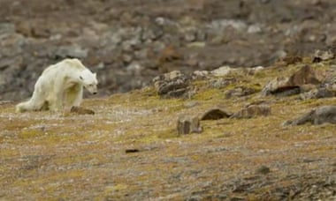 A still from a recent video showing a starving polar bear.