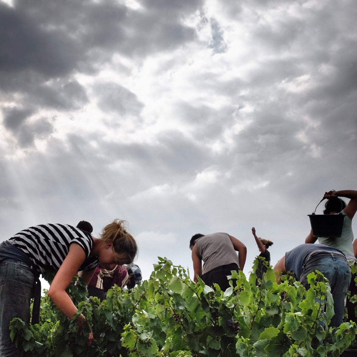 Price Busting Cotes Du Rhones Wine The Guardian Price Busting Cotes Du Rhones Wine The Guardian