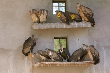 Long-billed, oriental white-backed and Himalayan griffon vultures at the Vulture Conservation Breeding Centre in Pinjore in March 2005. Photograph: Nature Picture Library/Alamy