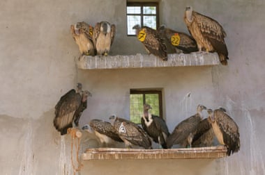 Long-billed vultures (Gyps indicus), oriental white-backed vultures (Gyps bengalensis) and Himalayan griffon vulture (Gyps himalayensis) in captivity at the Vulture Conservation Breeding Centre near Pinjore in Haryana, India, March 2005
