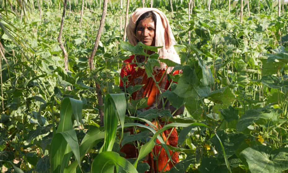 Indian woman standing in crop field