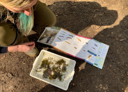 … while fellow project officer Ruth Craig identifies captured invertebrate species.