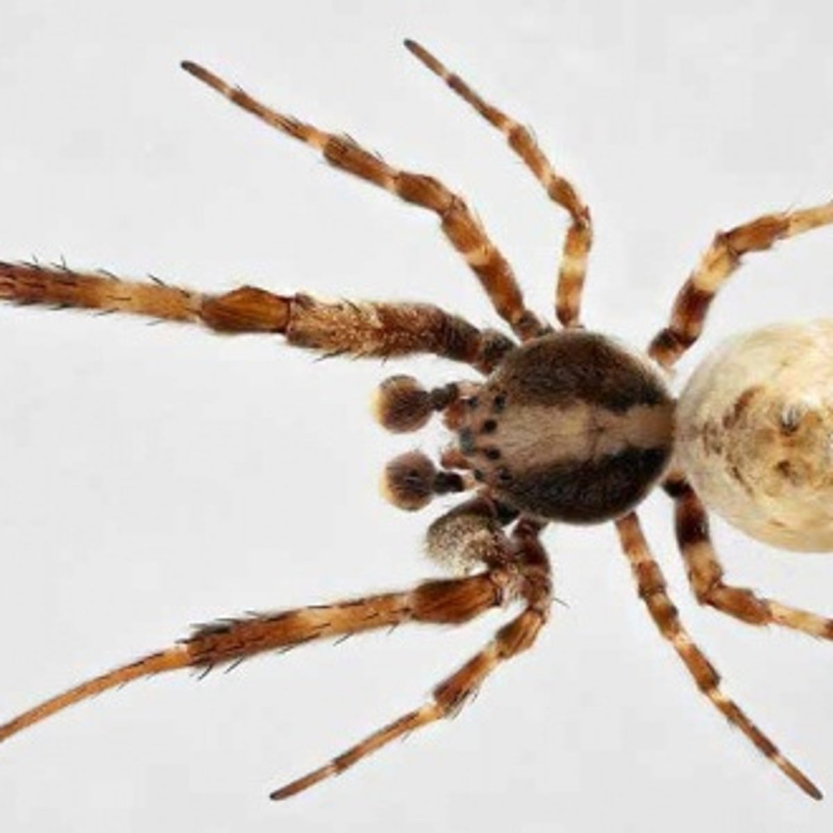 Australian spider that crushes its prey among species taking ...