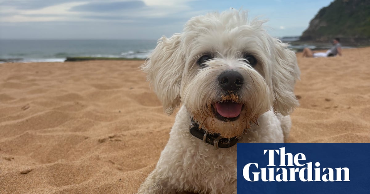 As eastern Australia prepares to swelter, here's how to protect your pets in a heatwave