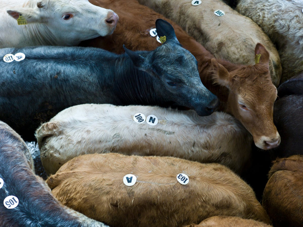 It would be kinder to shoot them': Ireland's calves set for live export |  Ireland | The Guardian
