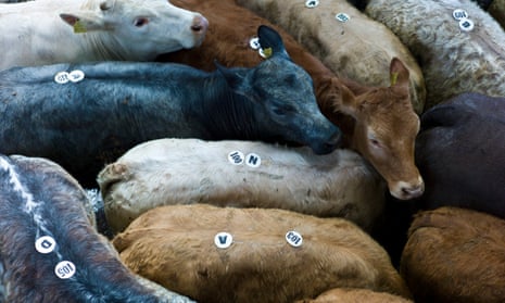 Young Calves at Cattle Auction, Ireland