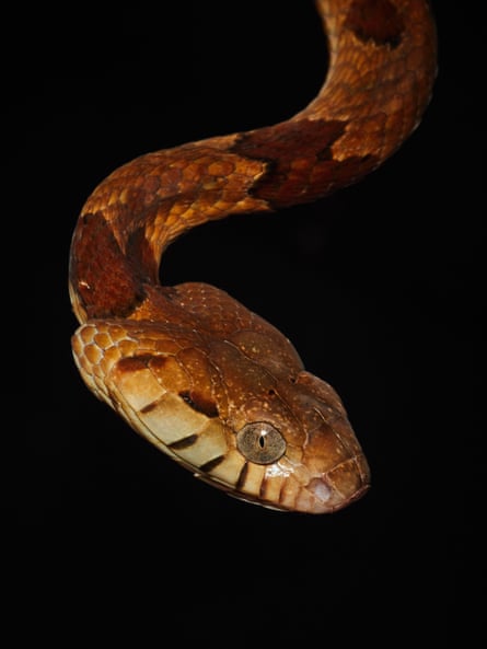 A boiga snake