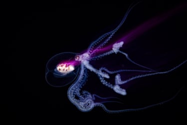 A translucent Wunderpus octopus larva with glowing purple markings drifts in darkness
