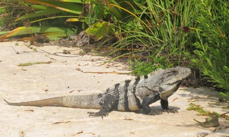 Spiny-tailed iguana.