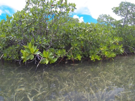 As mangroves migrate polewards in Australia and the southern US, the storm protection and fish nurseries they provide are being lost in some places.