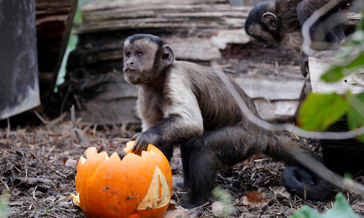 Monkey grabs phone, calls 911 at California zoo