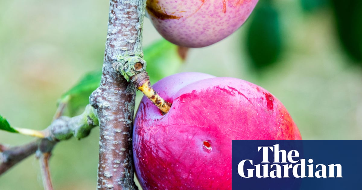 Country diary: Notice anything wrong with this ripe, succulent plum? | Claire Stares