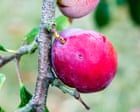 Challenging Summer Weather Impacts Gardens in Langstone, Hampshire
