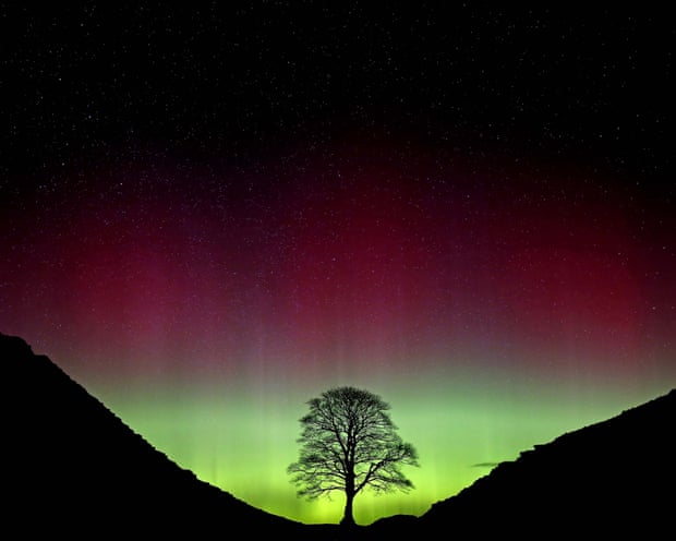 Sycamore Gap tree