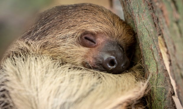 A beautiful sloth