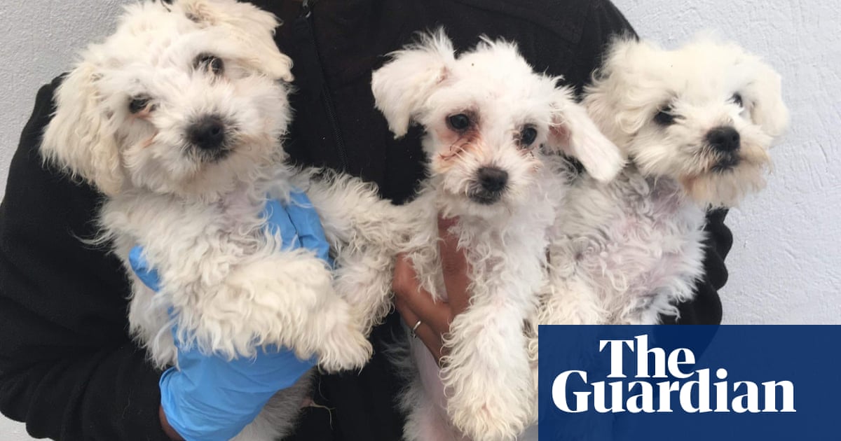 Puppy smuggling: UK plans crackdown with curbs on dog imports