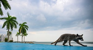 A raccoon walks along the Cinta Costera, in Panama City, Panama. Guides from the Smithsonian Tropical Research Institute (STRI) stated that the presence of these animals in the capital city is largely due to the destruction of their habitats. This situation is causing them to increasingly migrate to populated areas in search of food
