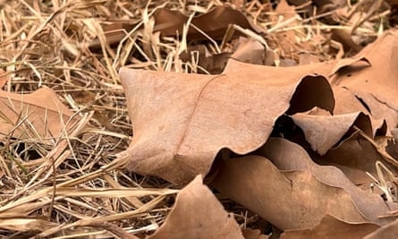 Dry leaves in Altamira, Brazil