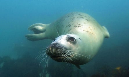 Snorkelling with seals off Eastern Isles, Isles of Scilly