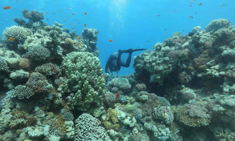 Coral reefs in the Red Sea off the southern Israeli resort city of Eilat