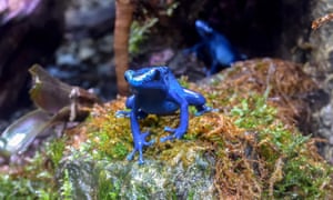 Singing the blues: a poison-dart frog on a mound of moss.