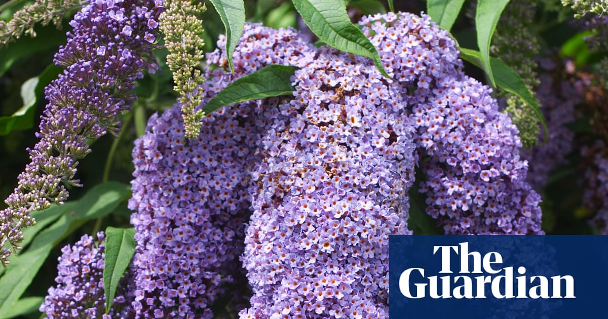 Romantic but unruly: cut back your buddleja now – before it takes over your garden