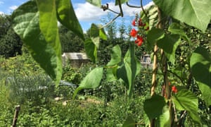 Allotments Week Your Pictures Public Leaders Network The Guardian