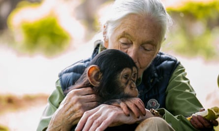 British primatologist Jane Goodall.