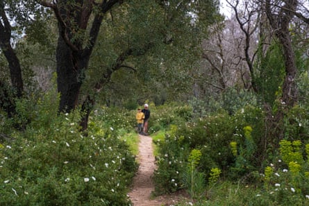 Hikers on a path through the forest