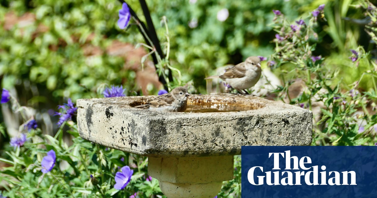Garden pesticides are contributing to British songbird decline, study finds