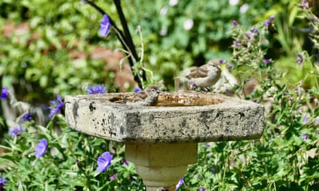Sparrows enjoy a birdbath in Oxford.