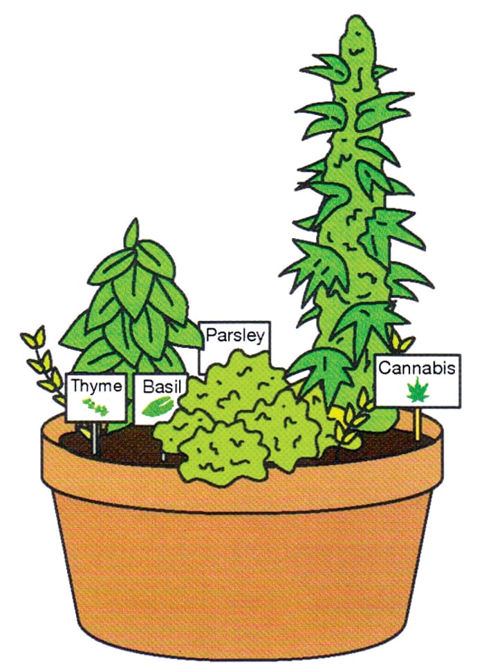 Should I Grow My Own Weed At Home Here S What You Need To